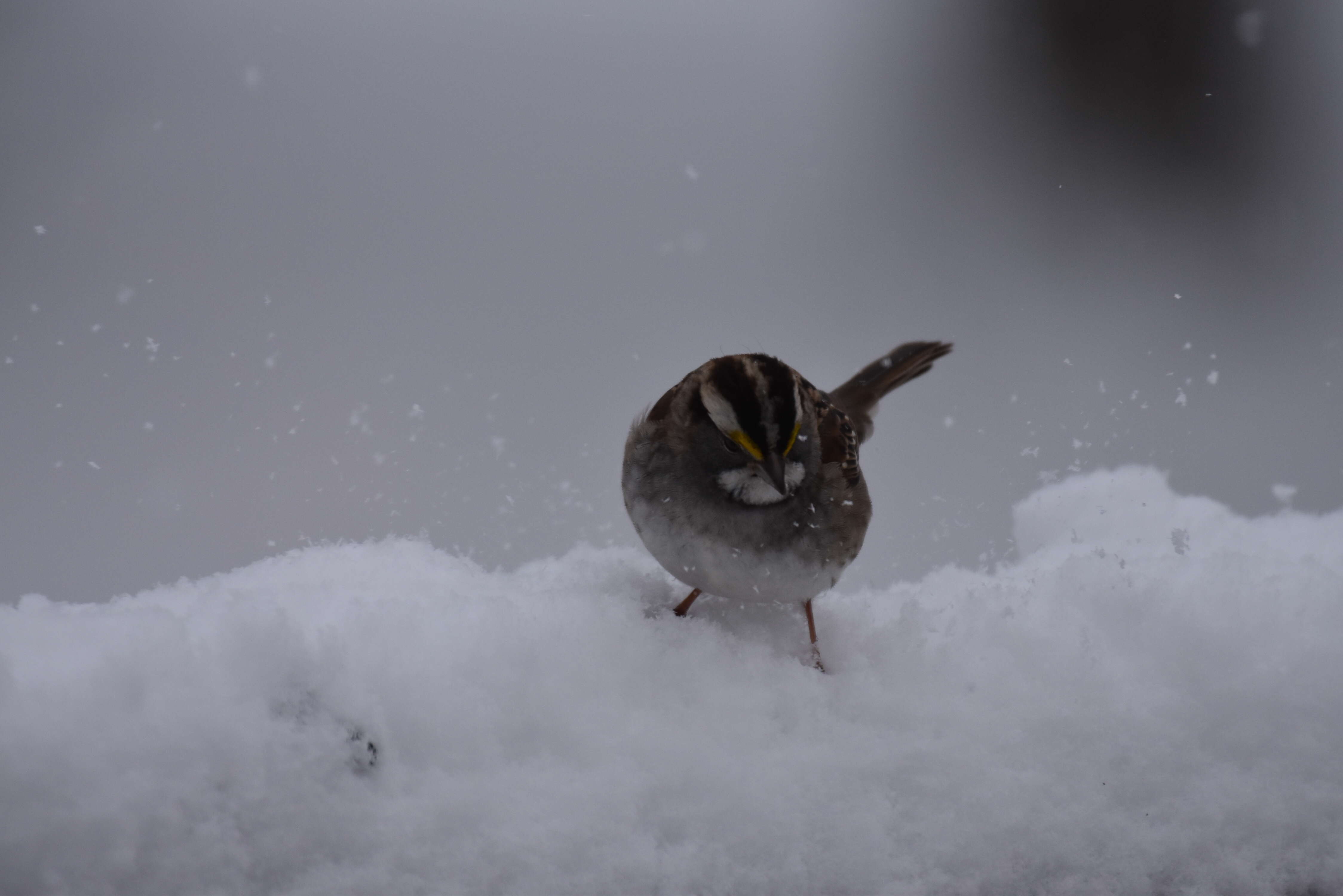 Image of White-throated Sparrow