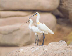 Image of spoonbill, eurasian spoonbill