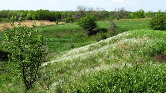 Image of Needle Grass