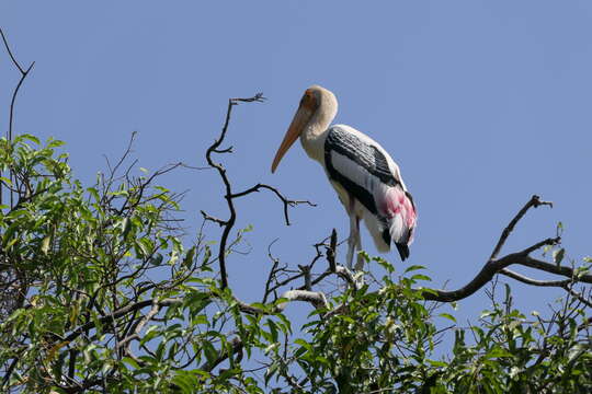 Image of Painted Stork