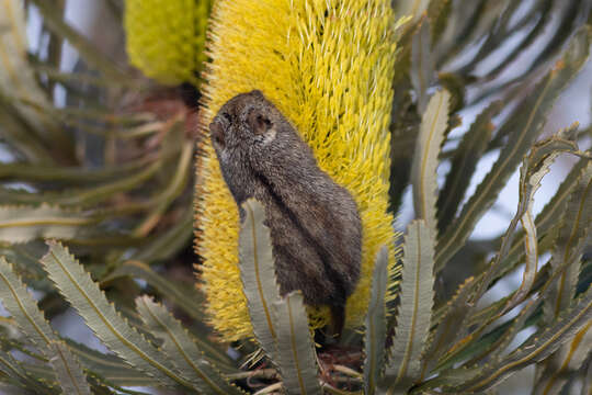 Image of honey possum