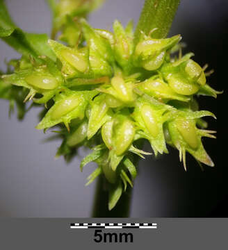 Rumex palustris Sm. resmi