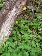 Image of Hieracium lepidulum (Stenstr.) Dahlst.