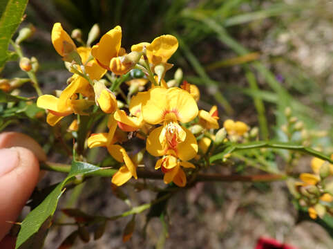 Image de Podolobium ilicifolium (Andrews) Crisp & P. H. Weston