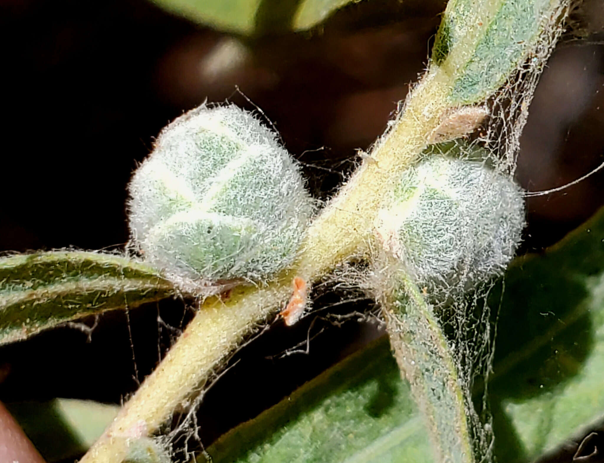 Image of Willow Pinecone Gall Midge