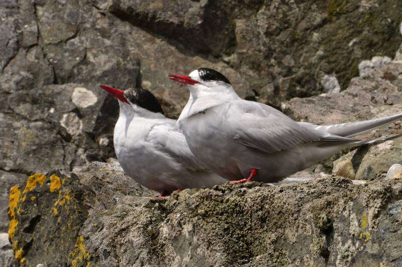 Image of Antarctic Tern