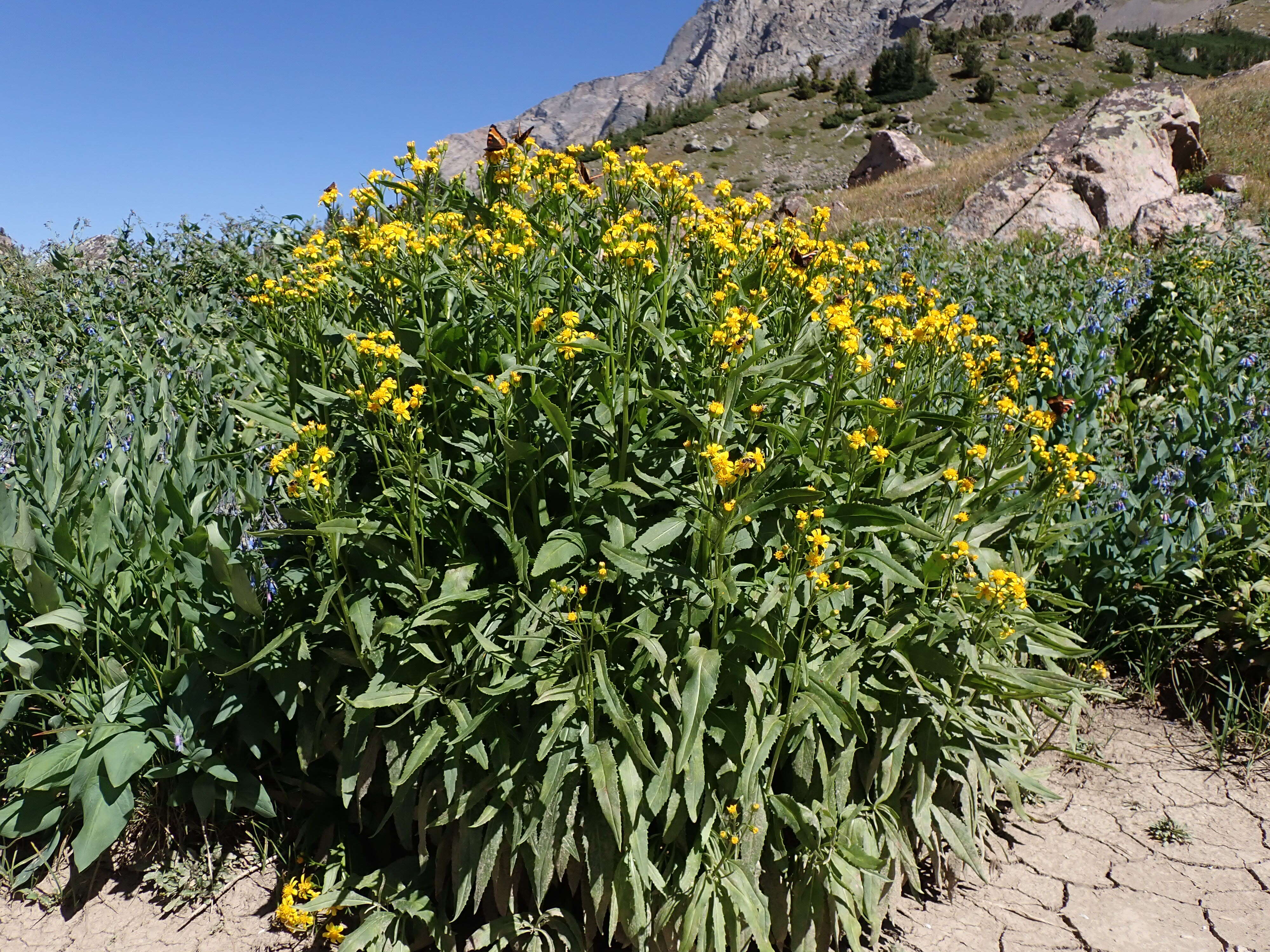 Senecio serra Hook. resmi