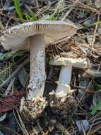 Image of Amanita protecta Tulloss & G. Wright 1989