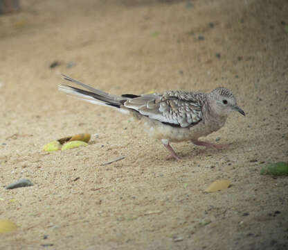 Image of Scaled Dove