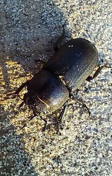 Image of Dorcus parallelipipedus (Linnaeus 1758)