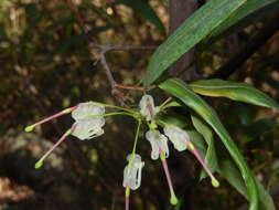 صورة Grevillea shiressii Blakely