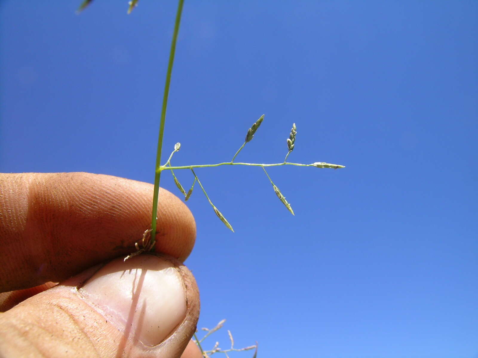 Image of Australian lovegrass