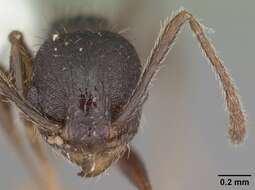 Pheidole crassicornis Emery 1895 resmi