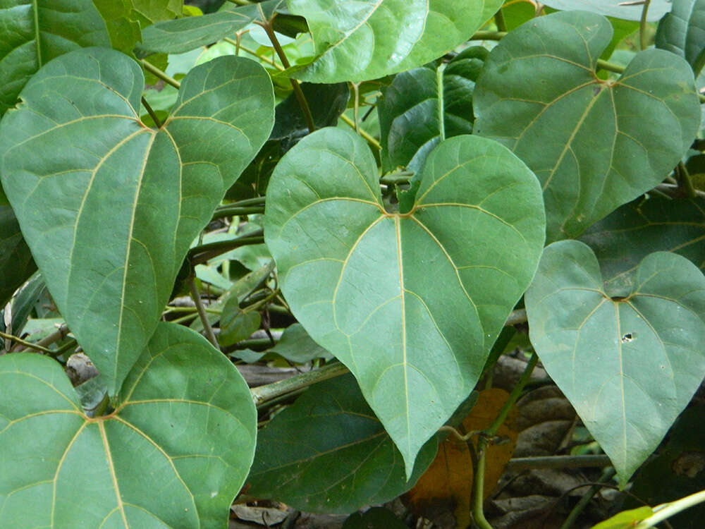 Image of Aristolochia didyma S. Moore