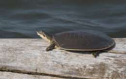 Image of Smooth Softshell Turtle