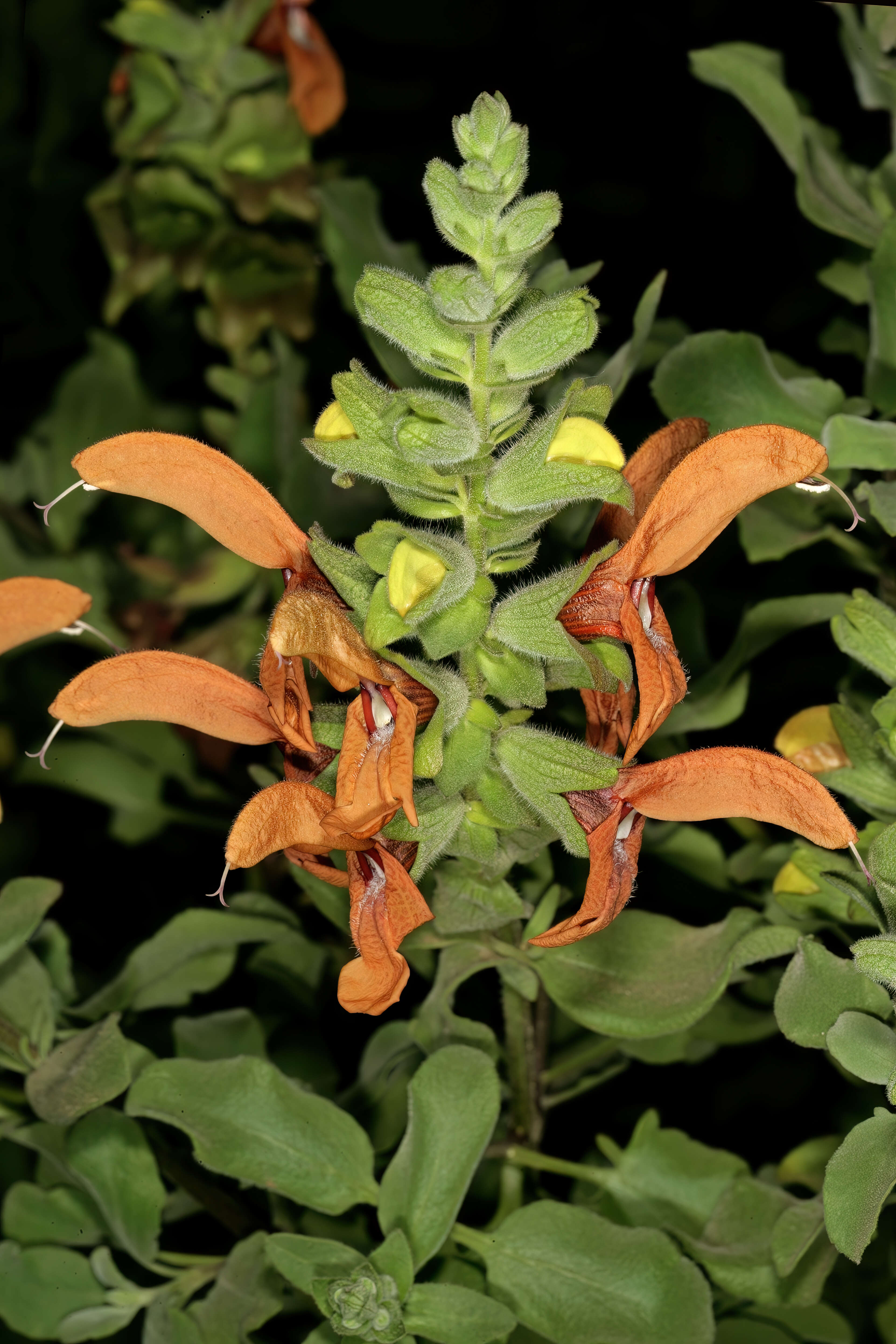 Salvia aurea L. resmi