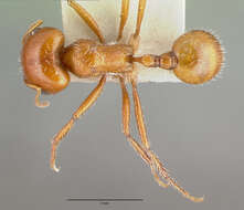 Image of Pogonomyrmex bigbendensis Francke & Merickel 1982