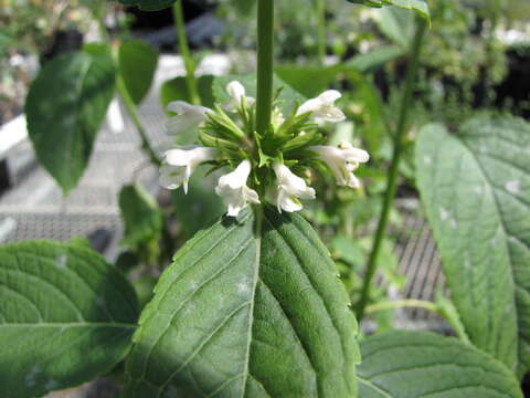 Image of Lanai phyllostegia