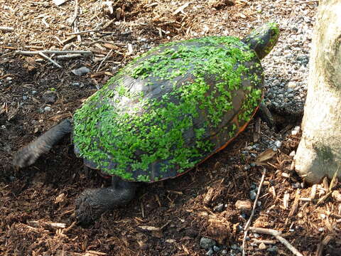 Image of American Red-bellied Turtle