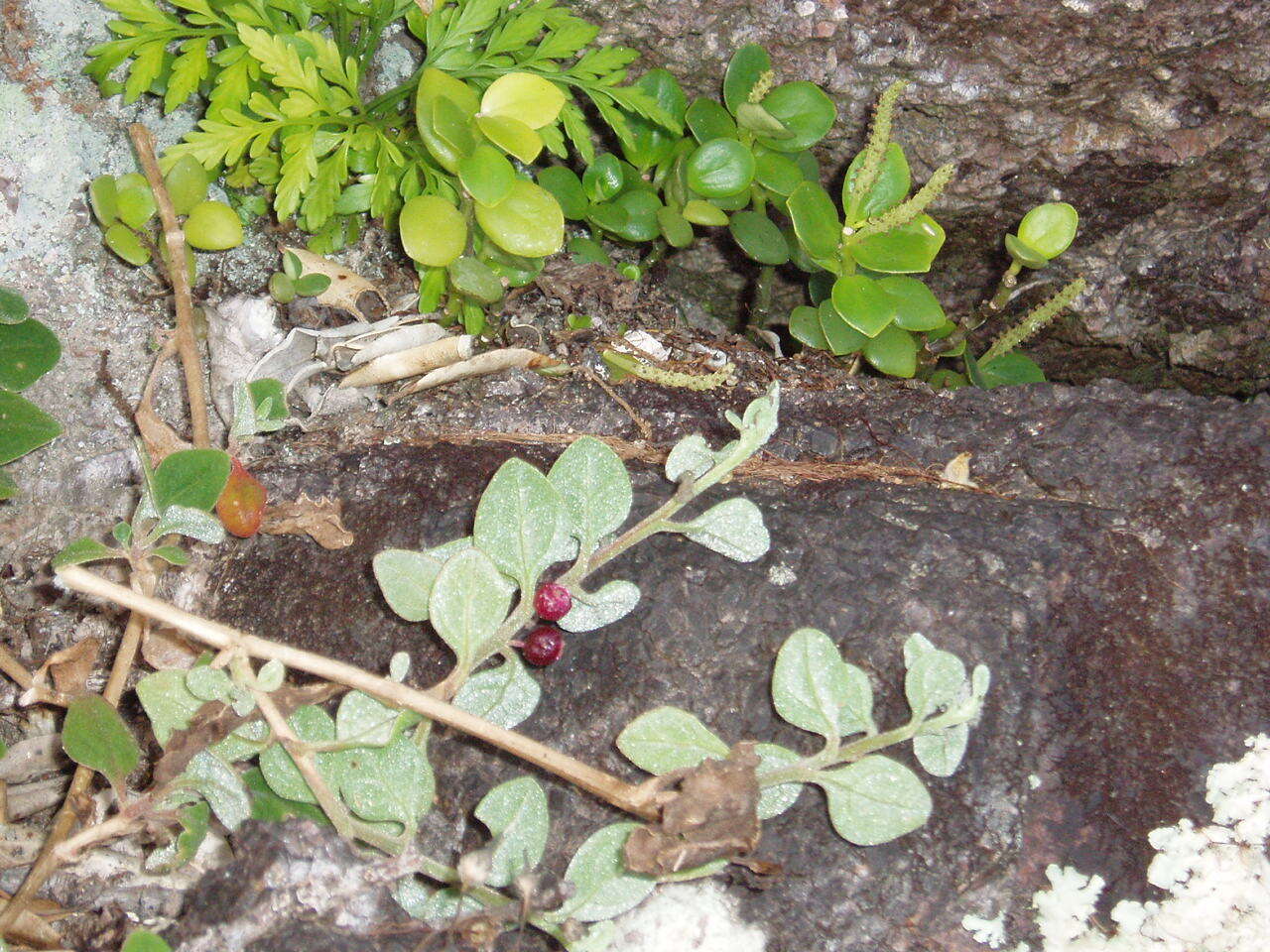 Image of Tetragonia implexicoma (Miq.) Hook. fil.