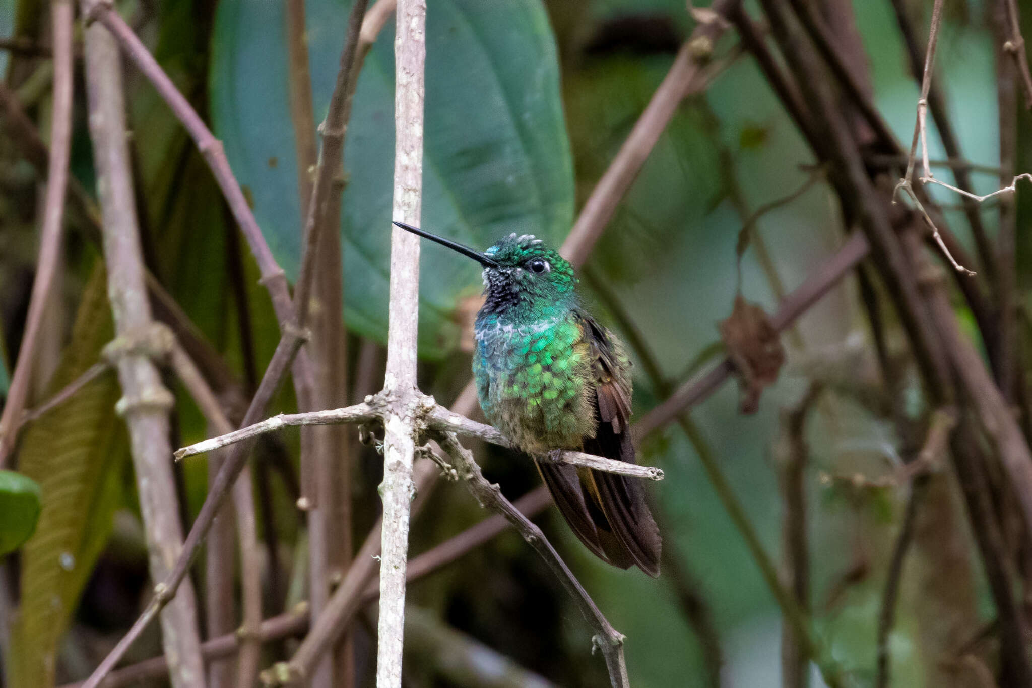 Image of Bolivian Starfrontlet