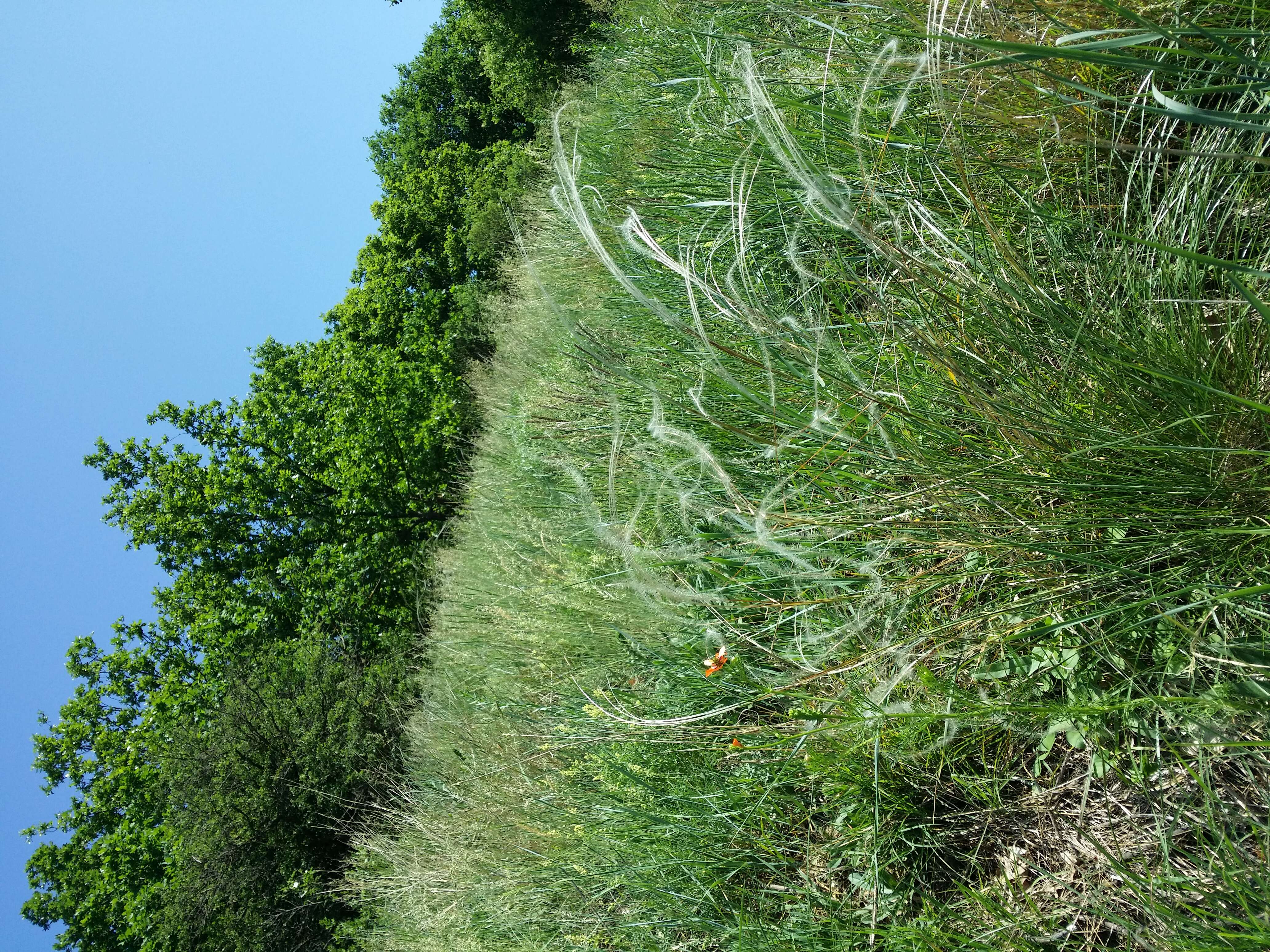 Image of European feather grass