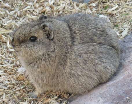 Image of Montane Guinea Pig