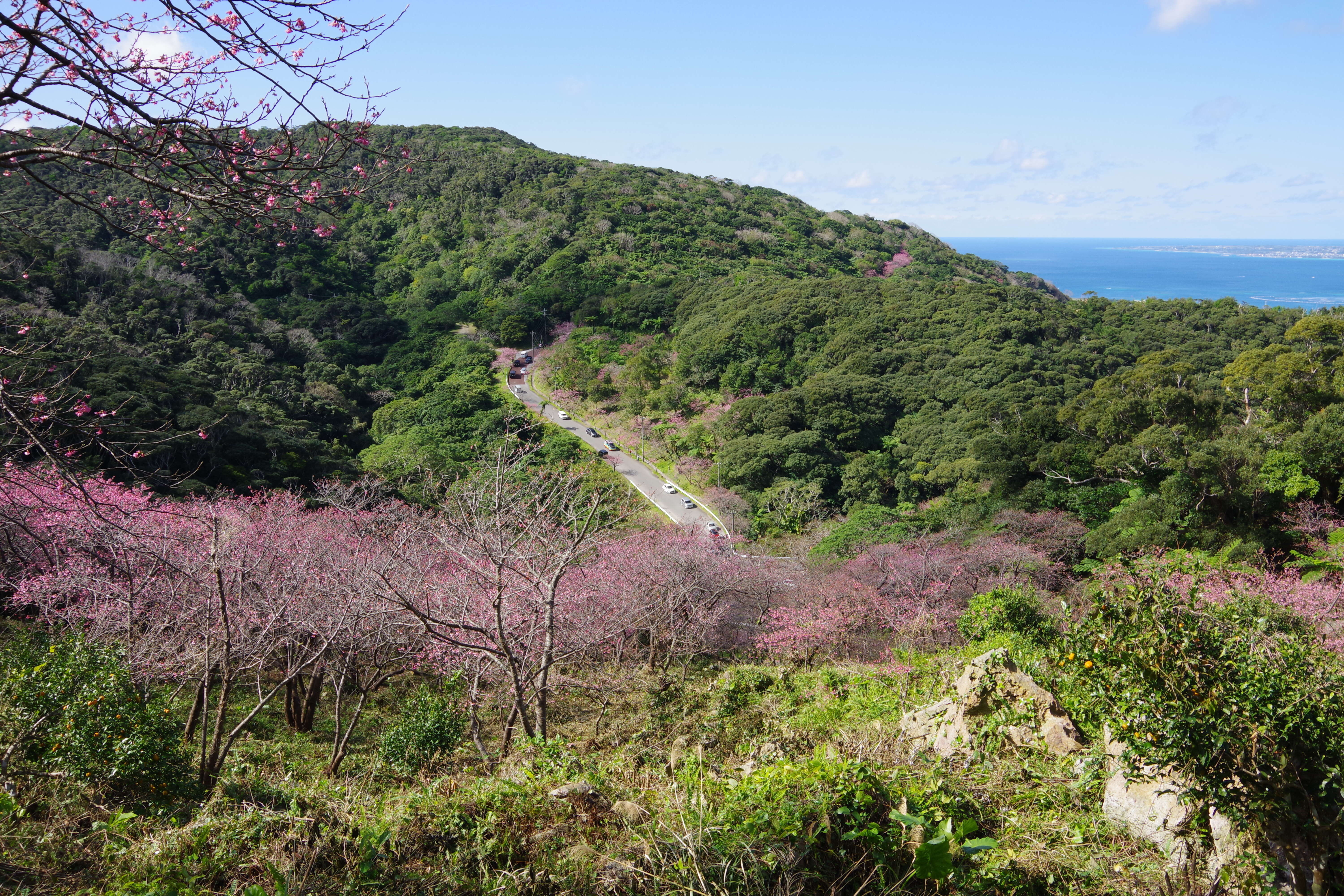 Imagem de Prunus campanulata Maxim.