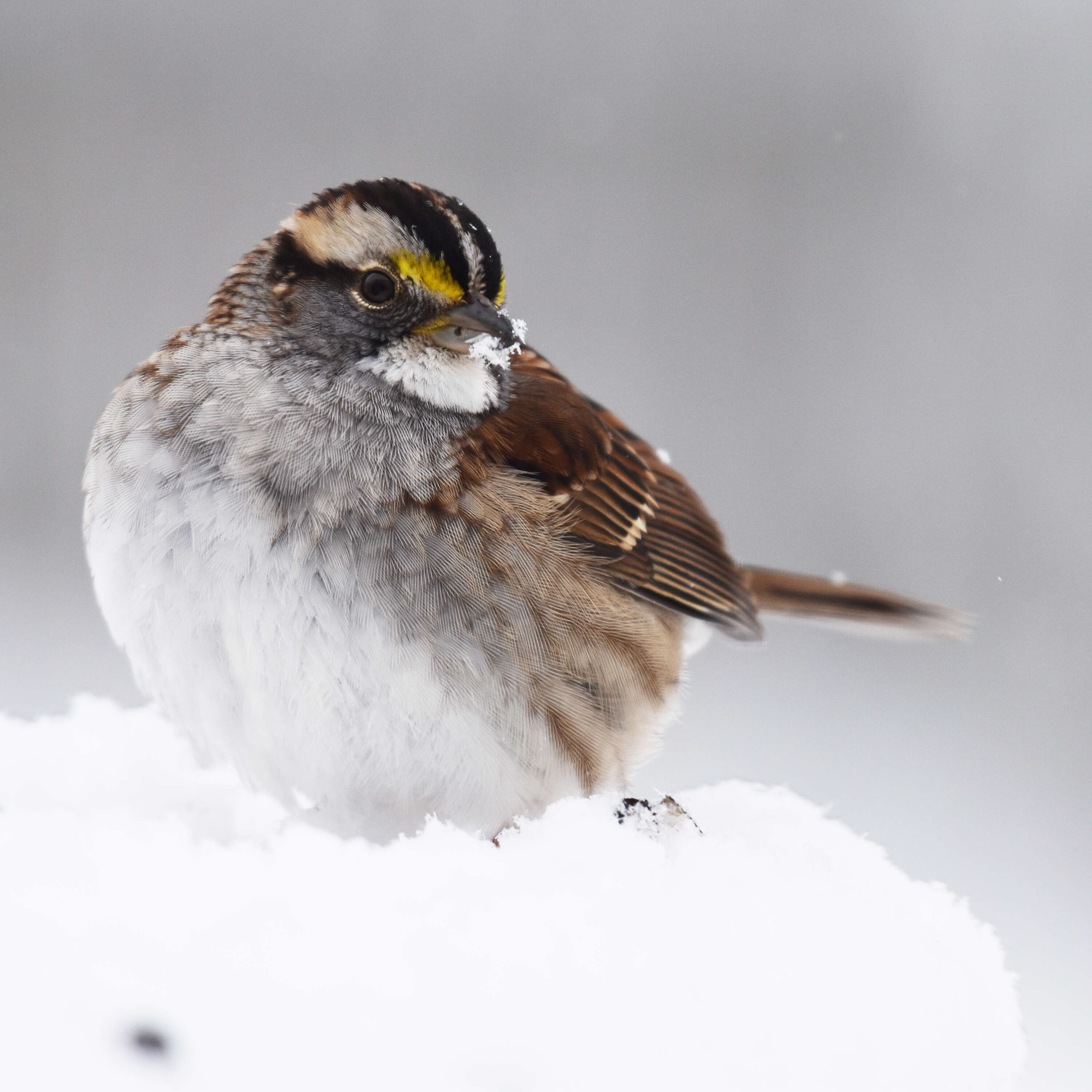 Image of White-throated Sparrow