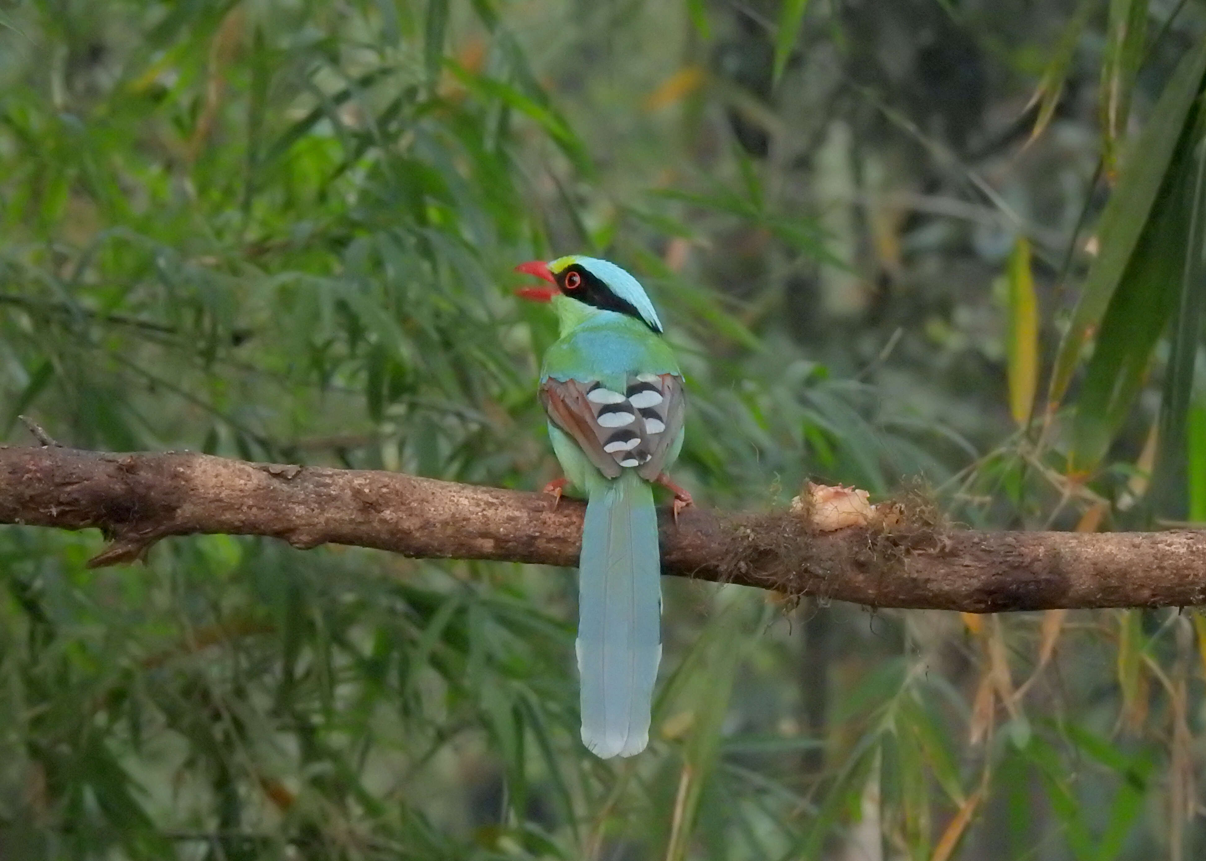 Image of Common Green Magpie