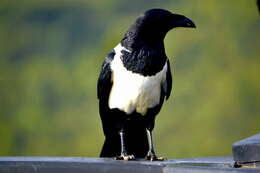 Image of Pied Crow