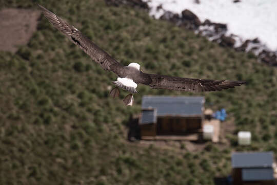 Image of Indian Yellow-nosed Albatross