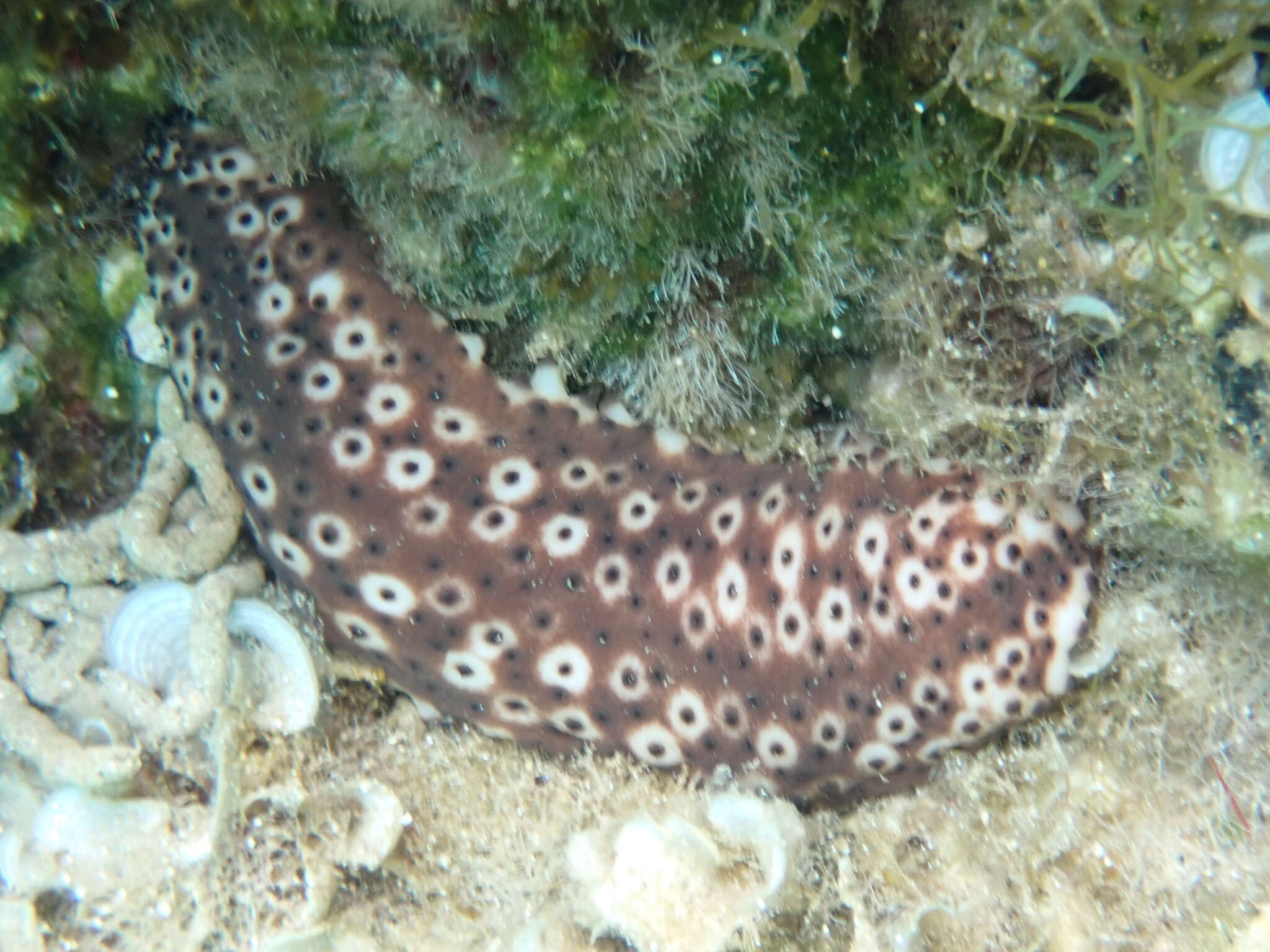 Image of Sea cucumber