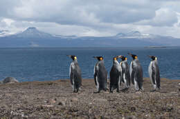 Image of King Penguin