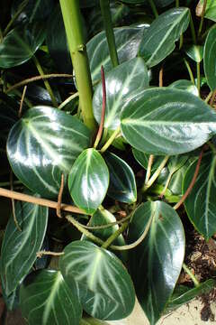 صورة Peperomia maculosa (L.) Hook.