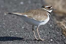 Image of Killdeer