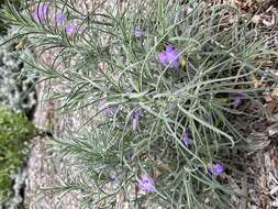 Image of Eremophila foliosissima Kränzl.