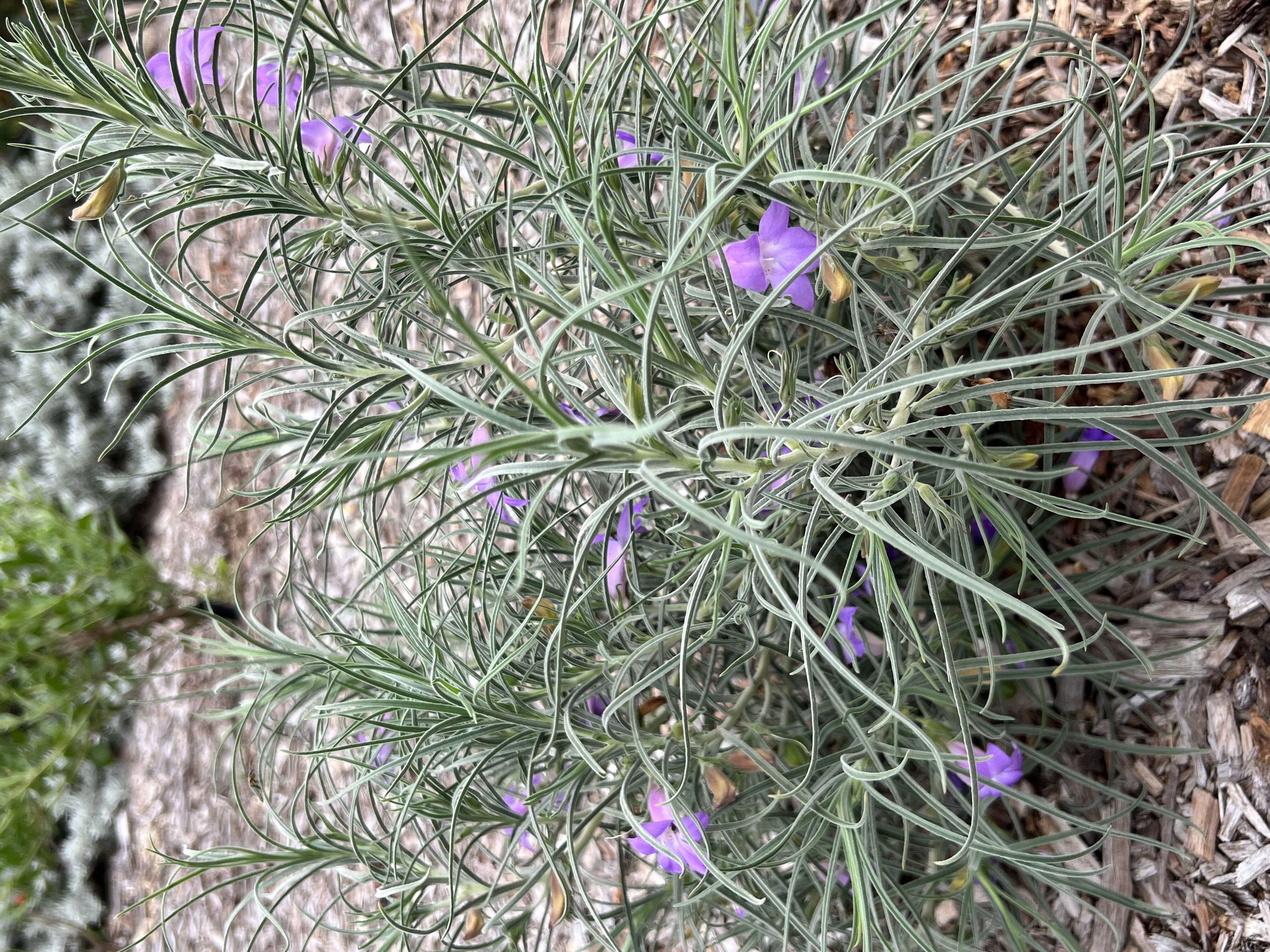 صورة Eremophila foliosissima Kränzl.