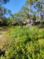 Image of Carolina milkweed