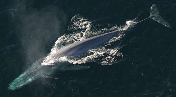 Image of Pygmy Blue Whale