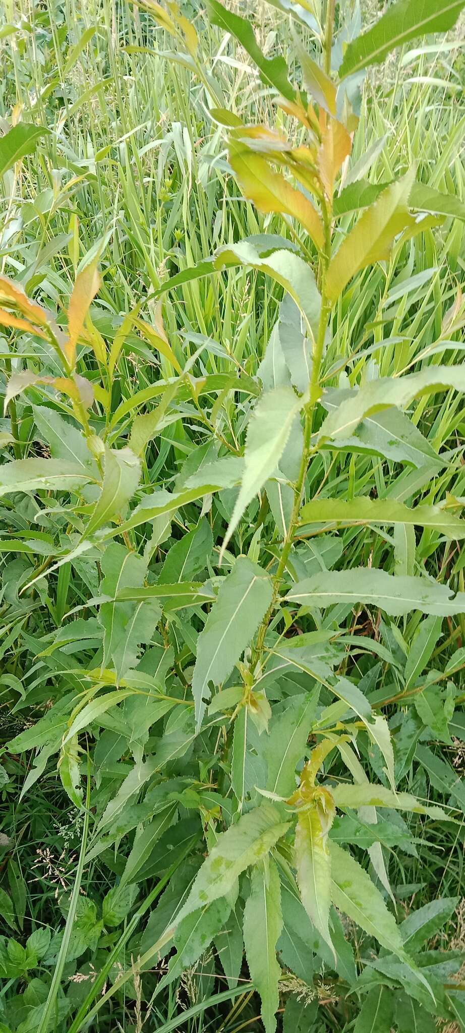 Image of Almond-leaved Willow