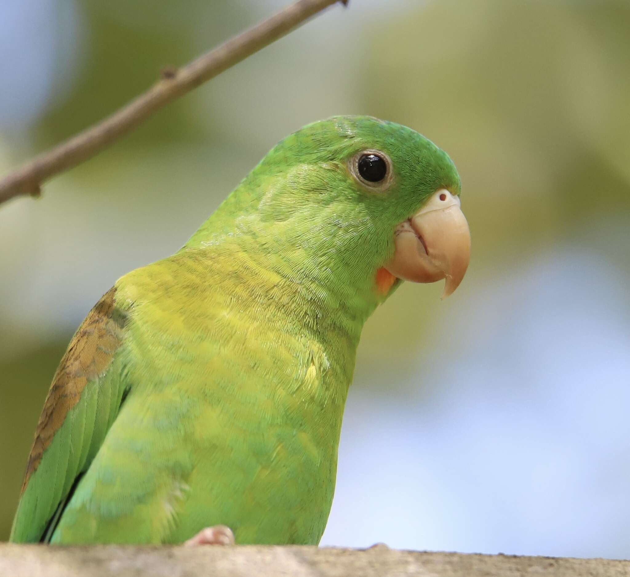 Image of Orange-chinned Parakeet