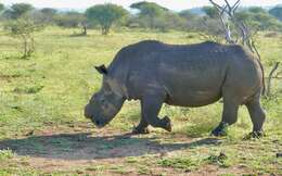 Image of Grass Rhinoceros