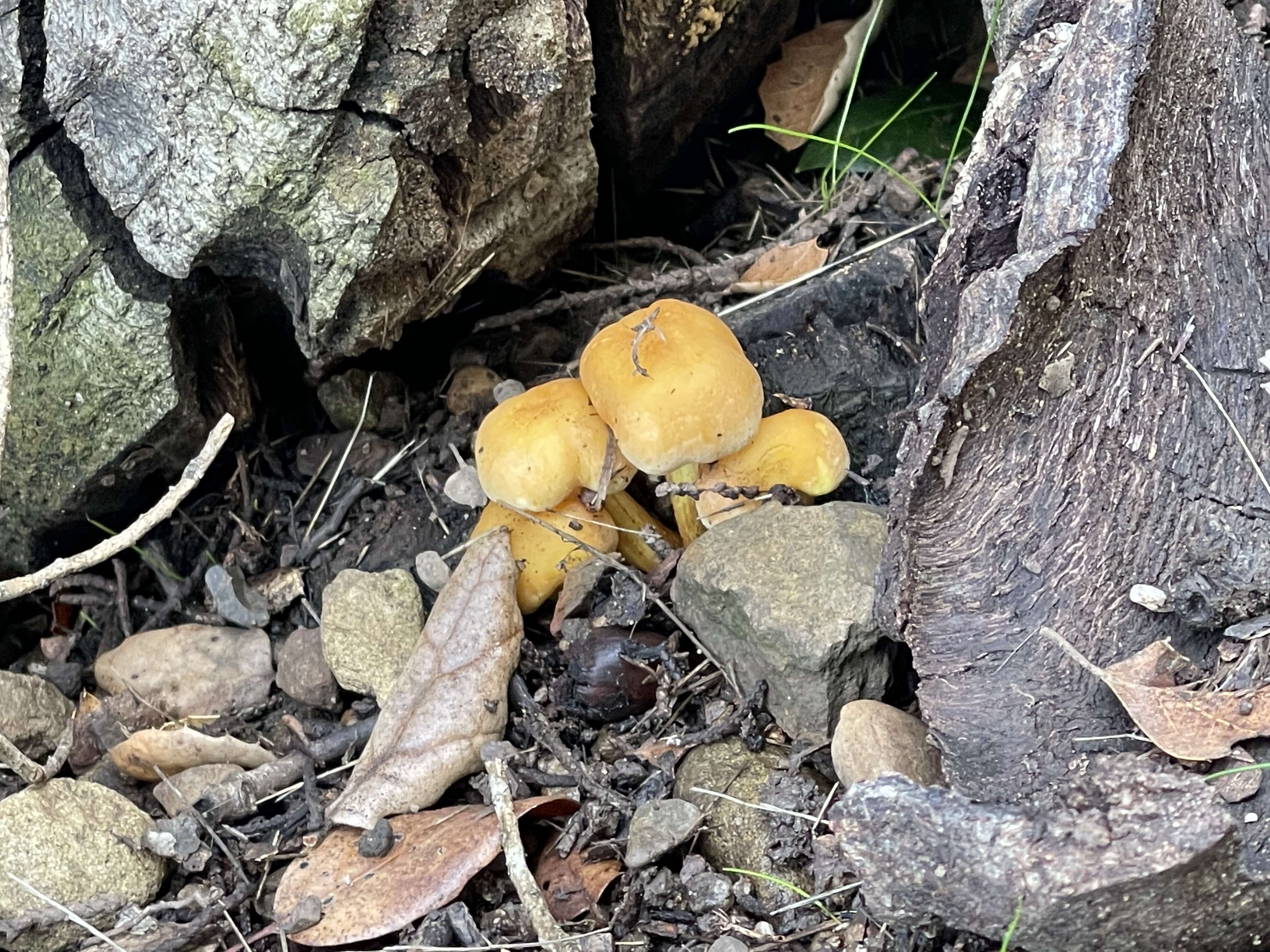 Image of Hypholoma fasciculare (Huds.) P. Kumm. 1871