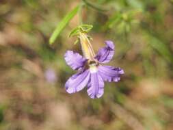 Слика од Scaevola ramosissima (Smith) K. Krause