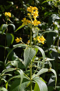 Image of Yellow Loosestrife