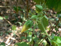 Hibiscus vitifolius L.的圖片