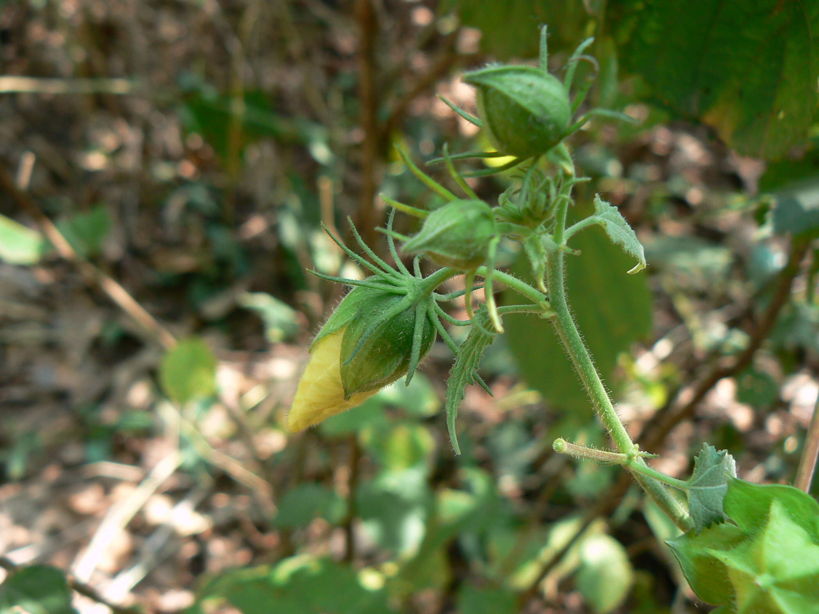 Hibiscus vitifolius L.的圖片