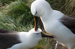 Image de Albatros de Carter