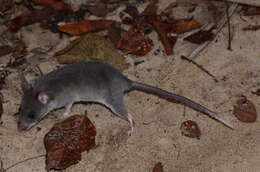 Image of long-tailed pouched rat